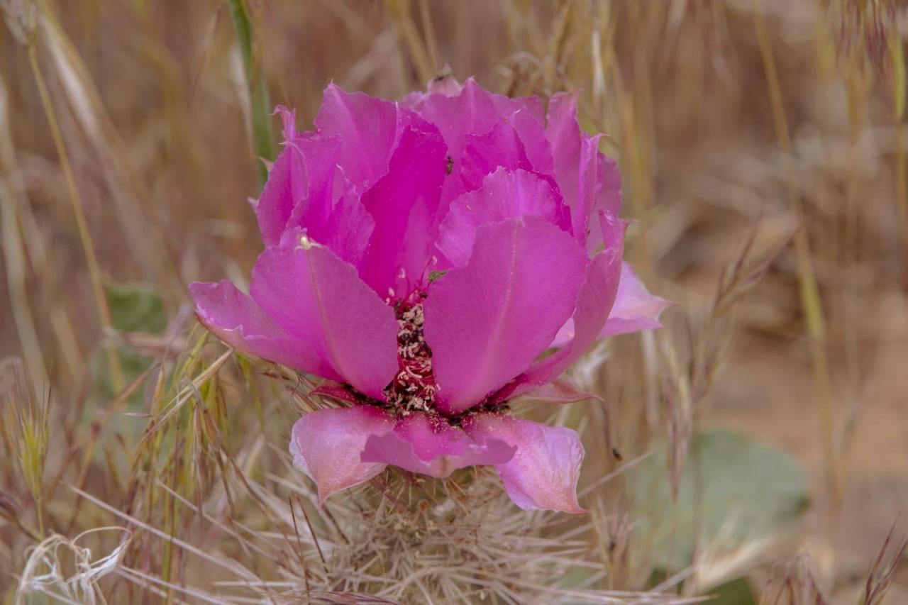 ホテル Zion Wildflower ヴァージン エクステリア 写真